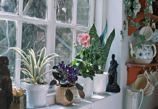 نگهداری از گیاهان آپارتمانی در زمستان