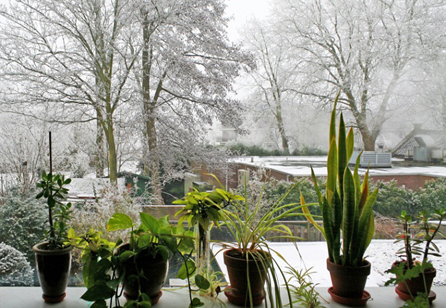 نگهداری از گیاهان آپارتمانی در زمستان